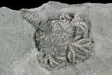 Crinoid (Platycrinites) Fossil - Crawfordsville, Indiana #125912-1